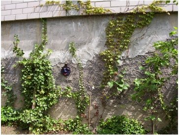 Gartenecke mit Pflanzen